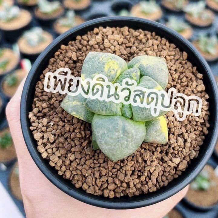 ถุงละ5กิโล100บาท-สูตร-4-ดินปลูกแคคตัส-ดินปลูกกระบองเพชร-ถูกกว่าผสมเอง-แกะใช้งานได้เลย-ปลูกไม้ด่างไม่กลายเขียว-ปลูก-กระบองเพชรกินได้-ฮาโวเทีย-ยิมโน-ไม้อวบน้ำ-โอพันเทีย-แมมมิลลาเรีย-ถังทอง-แมมนกฮูก-แมมล