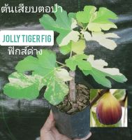 ต้นมะเดื่อฝรั่ง Jolly Tiger Fig