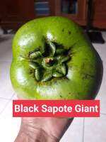 ต้นพลับช็อกโกแลต Black Sapote ช็อกโกแลตพุดดิ้ง พันธุ์วิวสัน