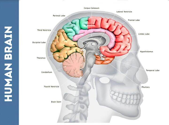 Human Brain Educational Laminated Charts, A4 size | Lazada PH