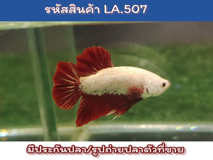 ปลากัดเรดดราก้อน-เพศผู้-ขนาด1-5-นิ้ว