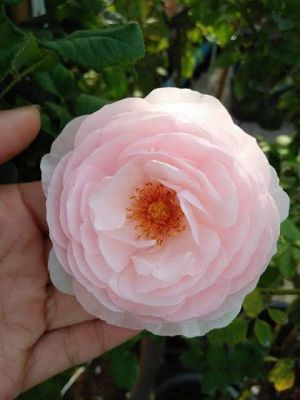 Heritageเฮอริเทจกุหลาบเลื้อยสัญชาติอังกฤษดอกซ้อนให้ดอกขนสดกลางหอมแรงมาก