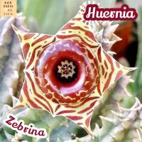 [เก๋งจีน ดอกโดนัท] Huernia Zebrina ส่งพร้อมกระถาง ไม้เลื้อย มีดอก เด็ดหน่อ ดอกสวย แคคตัส ดอกแปลก ทะเลทราย พืชอวบน้ำ Succulents เลี้ยงง่าย โตง่าย