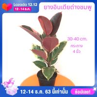 ต้นยางอินเดียด่างชมพู (Rubber Plant) ไม้เพาะเมล็ด กระถาง 5 นิ้ว สูง 35-45 เซน. รากแน่น แข็งแรง ต้นไม้ฟอกอากาศ