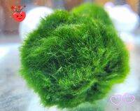 มาริโมะยักษ์  แท้  ขนสวยแข็งแรง ขนาดใหญ่ แต่งตู้ marimo