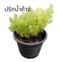 ปริก หรือ ปริกน้ำค้าง เป็นพืชในวงศ์ Asperagaceae เป็นไม้คลุมดิน ใบจริงลดรูปลงเป็นหนาม ส่วนที่สีเขียวคล้ายใบรูปเข็มเป็นลำต้นที่มีสีเขียว แตกกิ่งเป็นพุ่มห้อยลง ดอกสีขาว ขนาดเล็ก ผลเมื่อสุกสีแดง เป็นพืชพื้นเมืองของแอฟริกาใต้