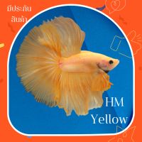 ปลากัดฮาฟมูน สีเหลือง ผู้ Halfmoon Yellow ปลากัดสวยงาม มีประกันสินค้า