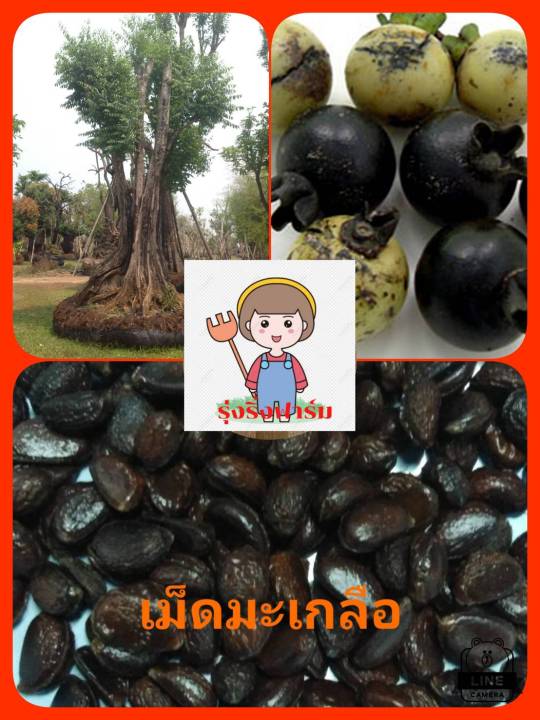 เมล็ดพันธุ์มะเกลือ-เม็ดพันธุ์มะเกลือ-50-เม็ด