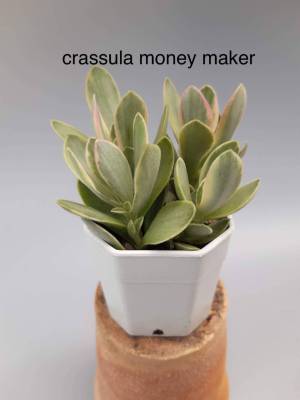 Crassula money maker/กุหลาบหิน/ไม้อวบน้ำ/กระถาลสองนิ้วส่งพร้อมกระถาง