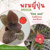 พรมญี่ปุ่น "กีวี่ "(Kee Wee) ดอกสีแดง ใบสีน้ำตาลลายตาข่าย ปลูกง่ายมาก โตไว ทนทาน ในกระถาง 3 นิ้ว ค่าส่งถูก