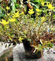 ขายต้นเหลืองอำพัน(Ludwigia)ดอกชูช่อออกพร้อมกันสวยงาม ดอกบานทั้งวัน ออกตลอดปี