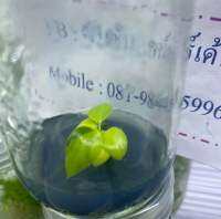 ฟิโล ก้านส้มด่าง: Philodendron bilitiae var. ?ไม้คลีน สำหรับสับขยายต่อ / ปลูกอนุบาล