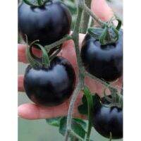 เมล็ด มะเขือเทศ สีดำ มินิไต้หวัน Black Pearl Tomato บรรจุ 20  เมล็ด