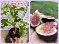 ต้นมะเดื่อฝรั่ง ราสเบอรี่ลาเต้ ส่งทั้งกระถาง,1 pot of raspberry latte fig tree.