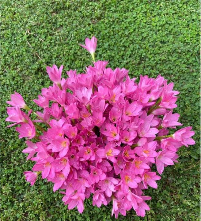 ดอกบัวดินสีชมพู1ชุด5หัวไม้ดอกไม้ประดับ