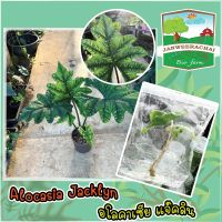 ?Alocasia jacklyn?อโลคาเซียแจ็คลิน☘️ไม้เนื้อเยื่อพร้อมปลูก❤️