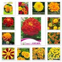 เมล็ด ดาวเรือง ฝรั่งเศส 30-300 เมล็ด French Marigold เมล็ดนำเข้า