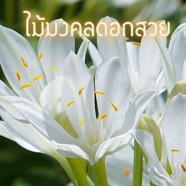 นางคุ้มส่ง1ต้นถุงดำส่งเป็นต้น-ถูกที่สุดแน่นอน