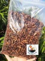 หนอนไหมอบแห้ง 500กรัม/g. Dried Silkworm Pupae