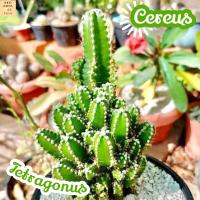 [คอนโดนางฟ้า] Cereus Tetragonus ส่งพร้อมกระถาง แคคตัส Cactus Succulent ไม้อวบน้ำ พืชอวบน้ำ ไม้หนาม ไม้โขด ไม้ทะเลทราย ชอบแดด ยูโฟเบีย กระบองเพชร