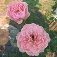 กุหลาบ⚘พุ่ม หอม "The Alnwick rose"