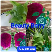 แก้วมังกรพันธุ์ Beauty Berry