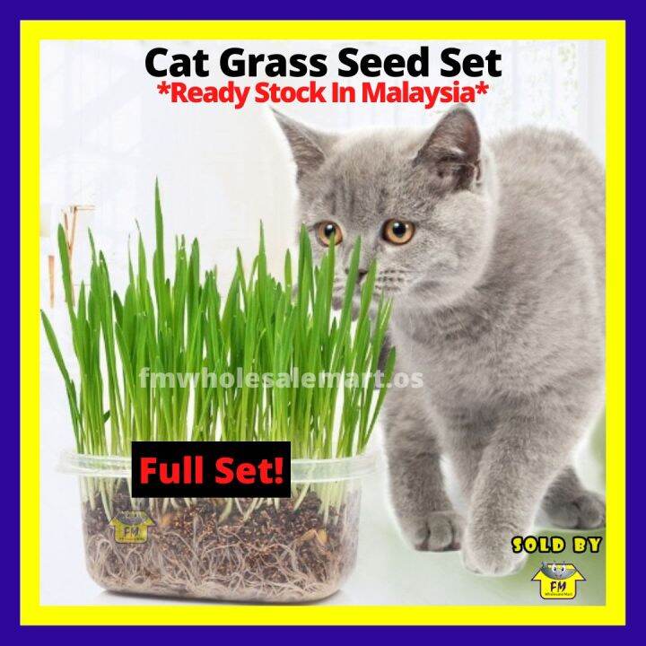 Cat Grass Seed Eating Garden Plant Set Easy Plant Self Grow Kit with