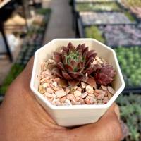 Sempervivum arachnoideum/กุหลาบหิน/ไม้อวบน้ำในกระถางสองนิ้วส่งพร้อมกระถาง