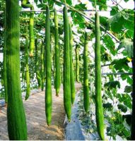 เมล็ดพันธุ์ บวบหอมยาว ( Long Luffa Seed) บรรจุ 10 เมล็ด