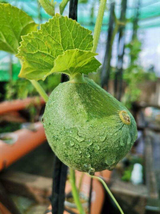 Japanese Melon 10 seeds Lazada PH