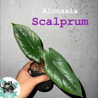 Alocasia Scalprum อโลคาเซีย สคัลพรัม เลือกต้นได้