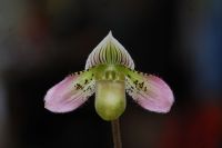 Paph.aemodontum  ต้นเล็ก