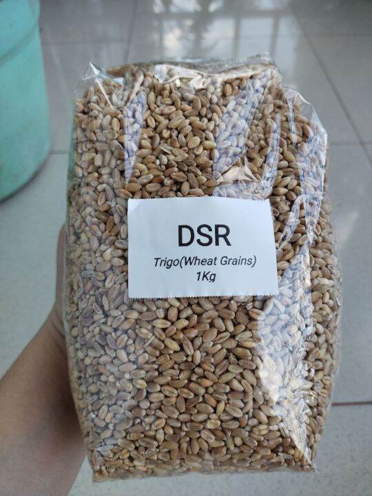 DSR Wheat Grains (Trigo) For Mushroom Spawn Lazada PH