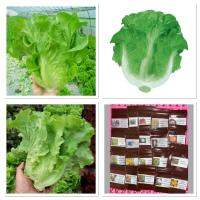 เมล็ดพันธุ์ ผักกาดหอม อิตาลี สีเขียว (Italian Lettuce Seed) บรรจุ 100 เมล็ด หัวใหญ่ กรอบมาก หวาน