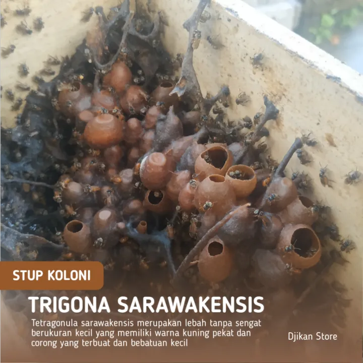 BIBIT LEBAH KLANCENG SARAWAKENSIS / TRIGONA SARAWAKENSIS / KELULUT SARAWAKENSIS / TETRAGONULA SARAWAKENSIS | Lazada Indonesia