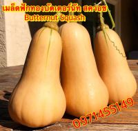 เมล็ดฟักทองบัตเตอร์นัท สควอช 18-20เมล็ด  Butternut Squash  ส