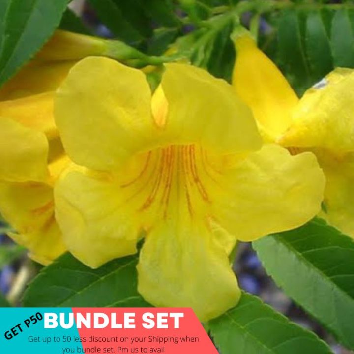 Yellow Bell Cuttings 4 pcs | Lazada PH