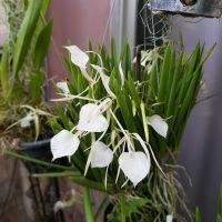 กล้วยไม้โนโดซ่า เจ้าหญิงรัตติกาล Brassavola Nodosa