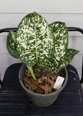 อโกลนีม่ามรดกโลก

 #มรดกโลกใบกลม 

#Aglaonema 

กระถาง 6