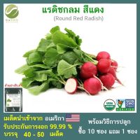 เมล็ดแรดิชกลม สีแดง จำนวน 45-50 เมล็ด