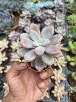 กุหลาบหินกระถาง2นิ้ว Pachyphytum oviferum