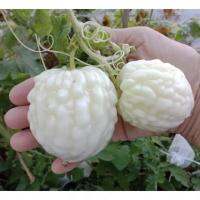 เมล็ดพันธุ์ มะระหัวใจ สีขาว (White Valentine gourd) บรรจุ 4 เมล็ด เนื้อฟูหนา ขมน้อย ทานดิบได้ไม่เหม็นเขียว