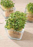 เมล็ดพันธ์ุ ไมโครกรีน Arugula Microgreen บรรจุ 200 เมล็ด