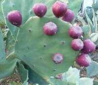 กระบองเพชรทานผลทานใบได้สายพันธุ์ โอพันเทีย โอล เม็กซิโก Opuntia Old Mexico แพดตัดสด แพดอวบสวยสมบูรณ์ แพดแก่พร้อมทำพันธุ์