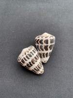 black Spotted conus Snail shell 3-4cm hei fang ban