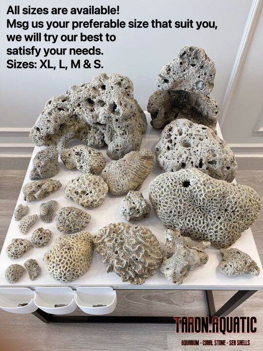 Natural Aquarium Coral Stone 1kg 珊瑚石 (Suitable for fresh and marine