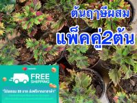 ใหม่?แพ็คคู่ 2 ต้น ราคาแพง 3️⃣2️⃣ บาท ฤษีผสม (Coleus) นิยมนำมาปลูกเป็นไม้กระถางประดับในบริเวณบ้านสถานที่ทำงาน และตามสถานที่ต่างๆ จัดส่งทั้งกระถาง รากเดินดี??