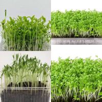 เมล็ดไมโครกรีน Green Amarath Microgreen บรรจุ 10000 เมล็ด