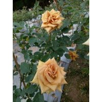 กุหลาบสีน้ำตาล toffee roses กุหลาบตัดดอก (ไซต์M)