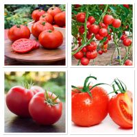 เมล็ดพันธุ์ มะเขือเทศ เอซ55 (Ace 55 Tomato Seed) บรรจุ 50 เมล็ด ลูกใหญ่สีแดง เนื้อเยอะ รสชาติหวานอมเปรี้ยว